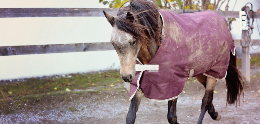 Meer info over paardenkleding - PAARDEN COLUMNS